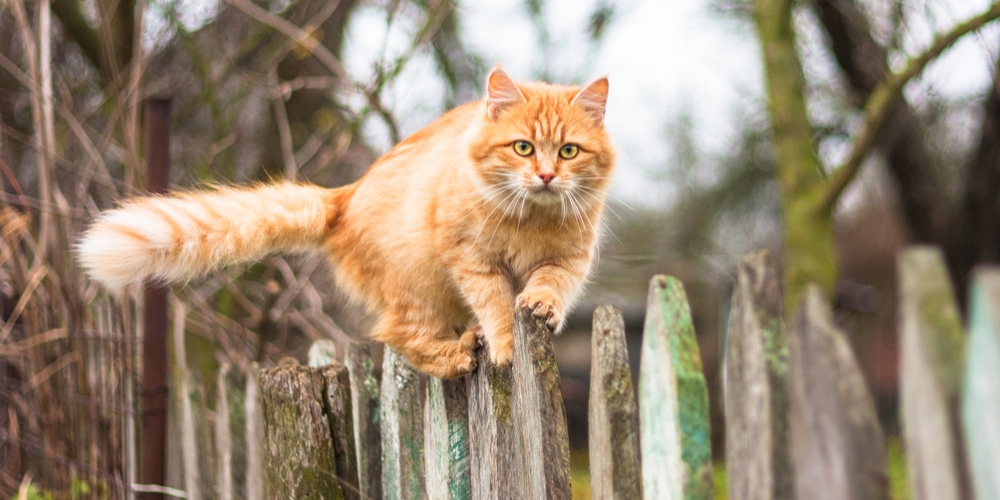 Keep Cats Off Fence