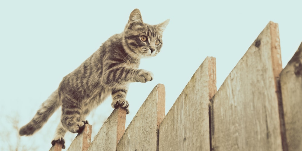 Keep Cats Off Fence