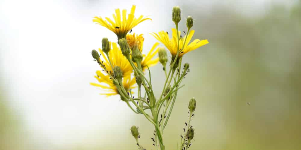 Image of Cats ear weed plant that is growing in a pot