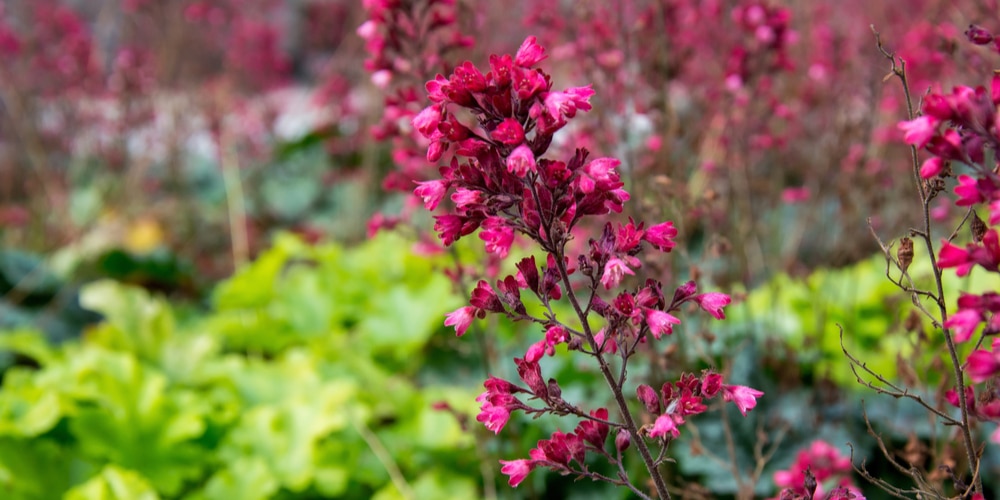 do deer eat coral bells