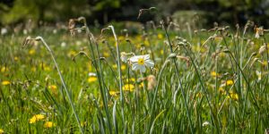 daffodils deadheading