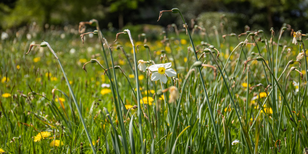 daffodils deadheading