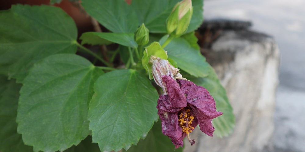 hibiscus wilting after transplant