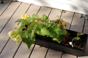 deadheading begonias