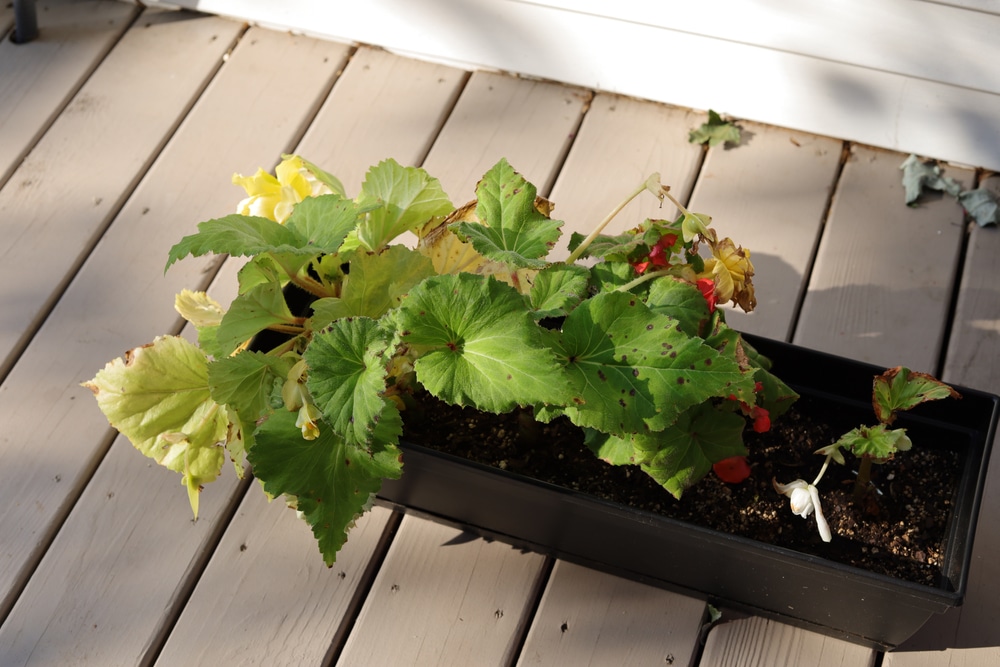 deadheading begonias