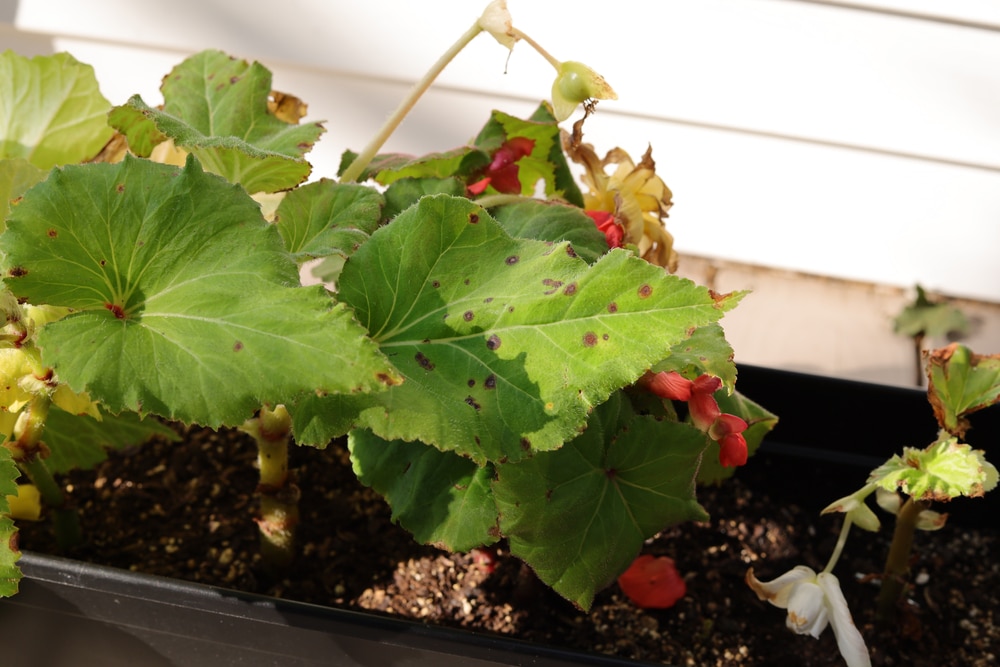 deadheading begonias