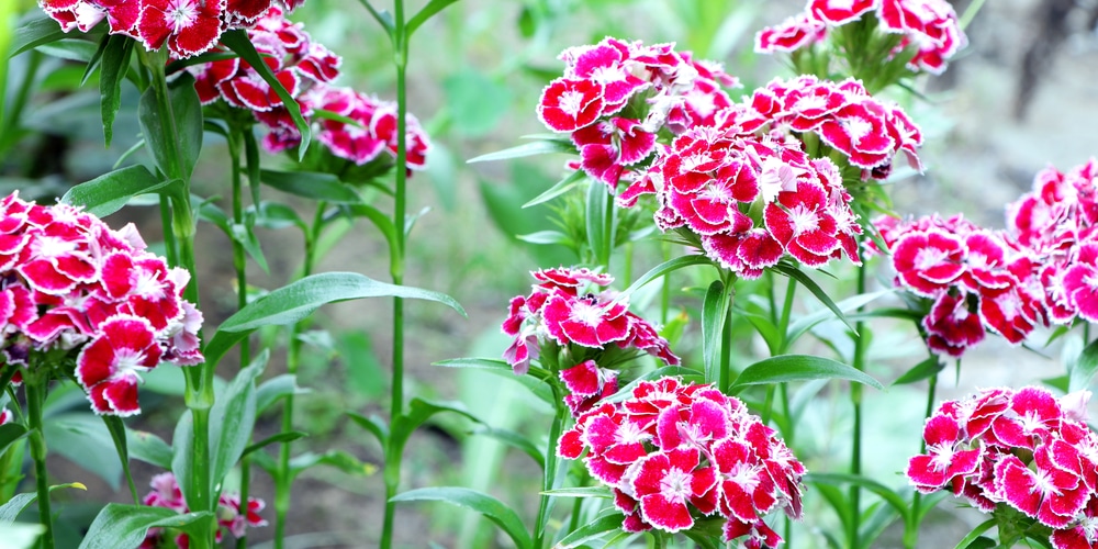 deadhead dianthus