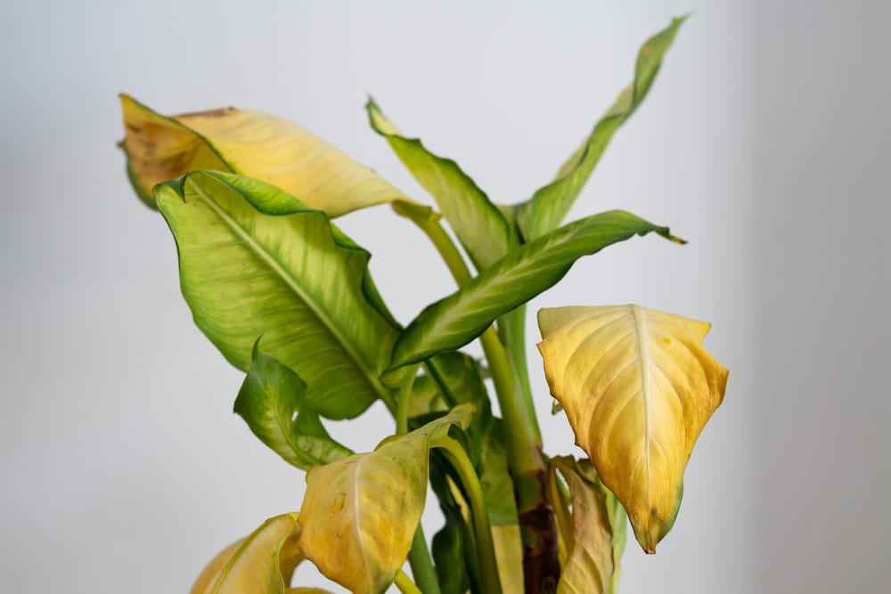 dieffenbachia yellow leaves