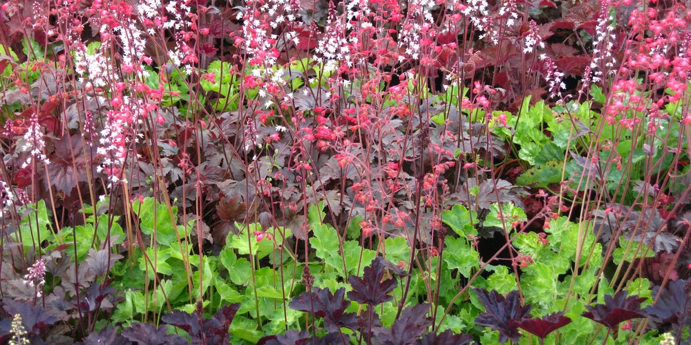 dividing heuchera