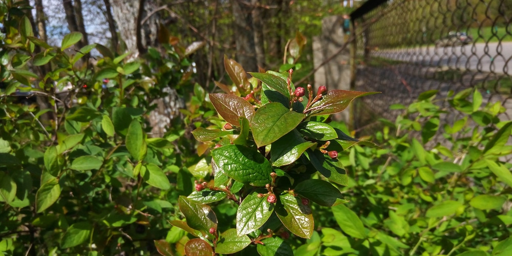 dogwood not flowering