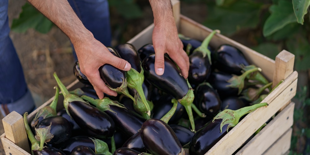 do eggplants need a trellis