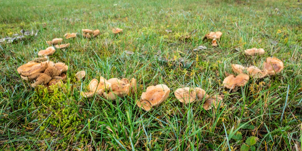 fairy rings in grass