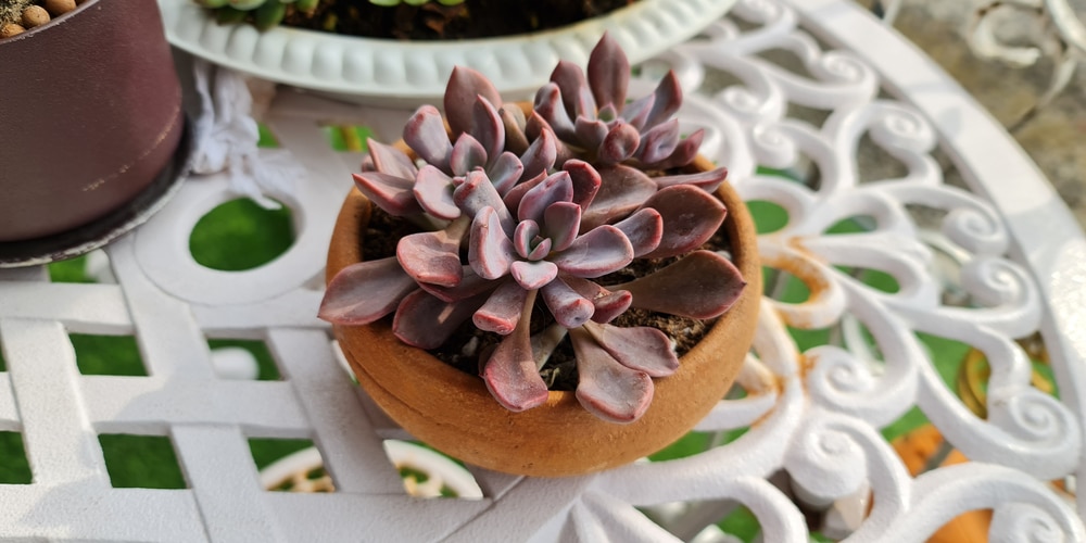 graptoveria debbie