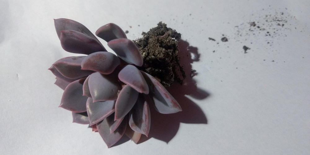 graptoveria debbie