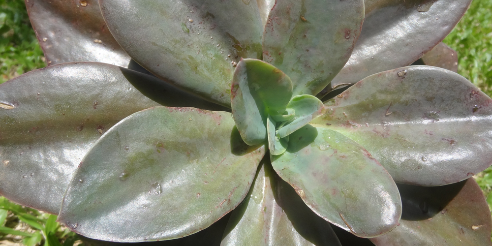 graptoveria fred ives