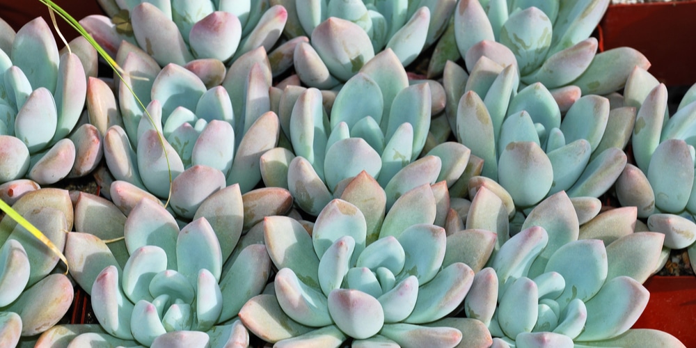 graptoveria moonglow