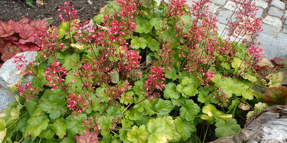 dividing heuchera