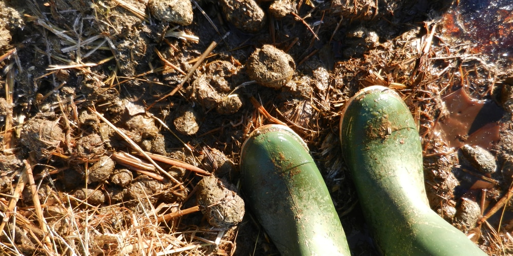 horse manure tomatoes