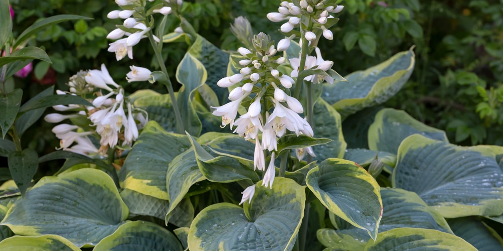 when should you cut the blooms off of hostas