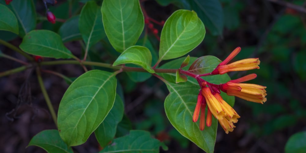 hummingbird bush