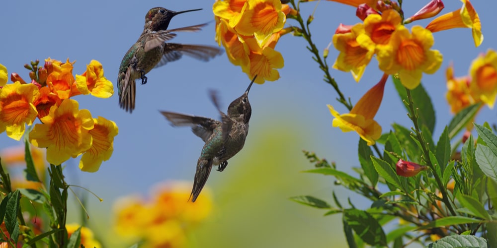 best vines for hummingbirds