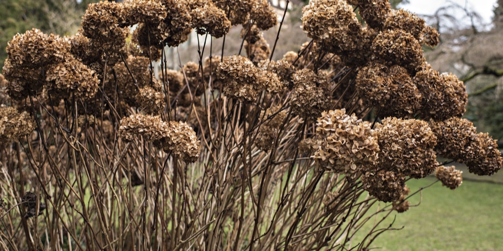 Do Hydrangeas Die in the Winter?