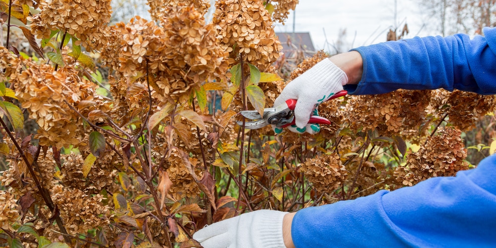 Do Hydrangeas Die in the Winter?