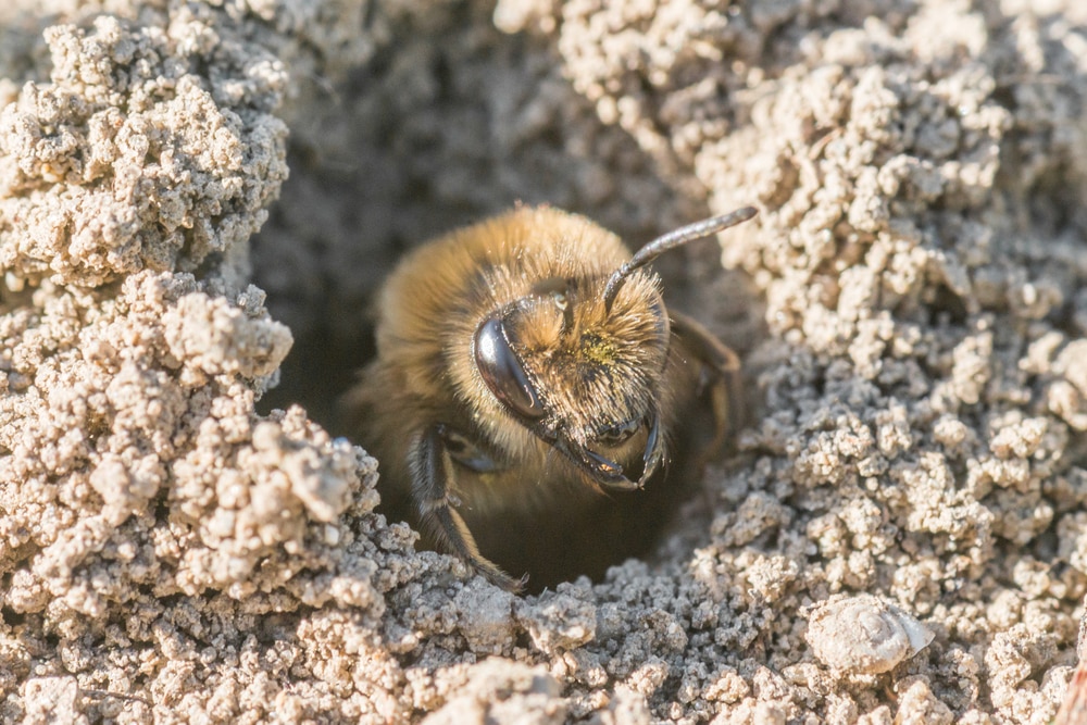 lawn miner bees