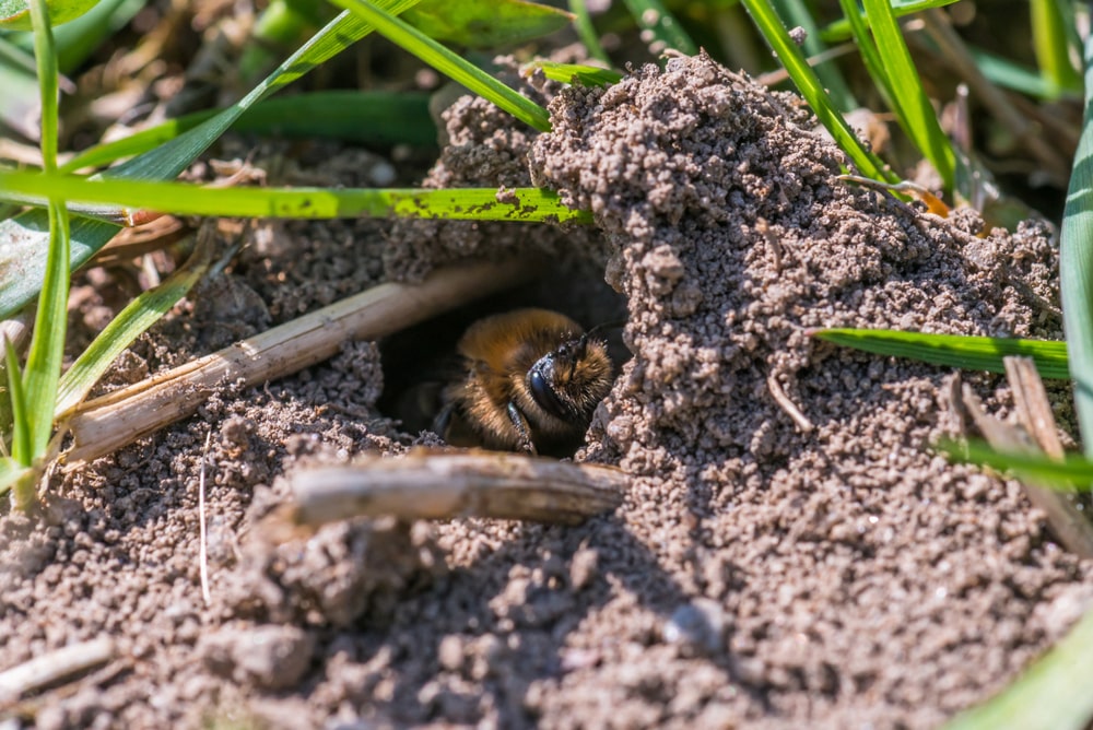 lawn miner bees