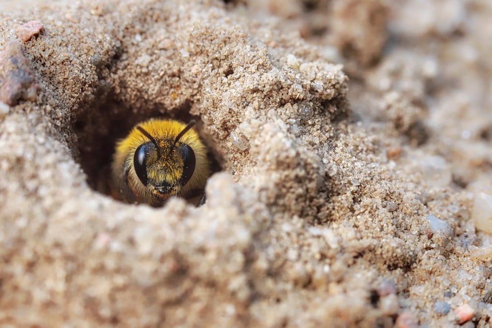 lawn miner bees