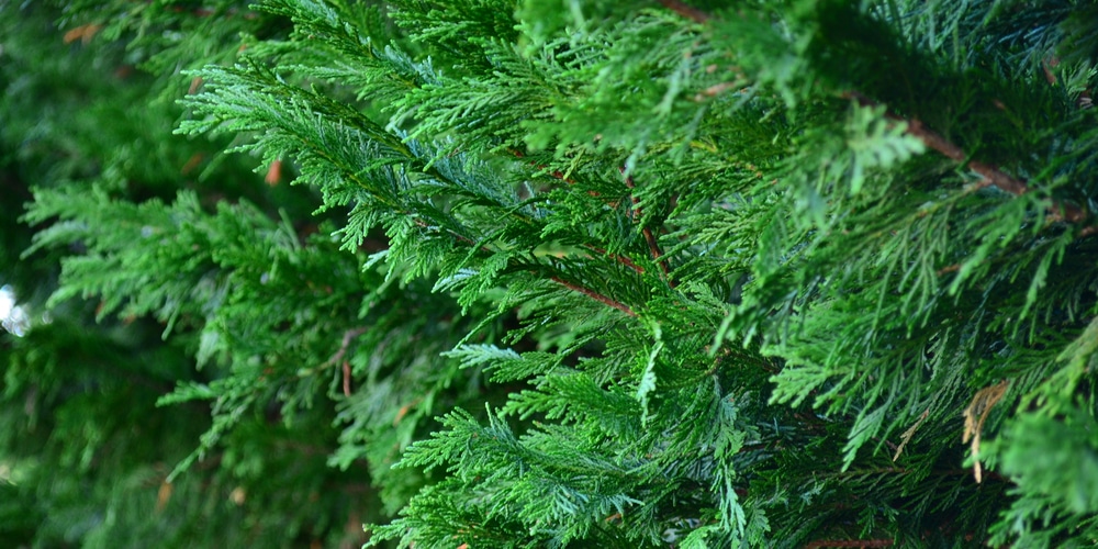 Cypress Trees in Virginia