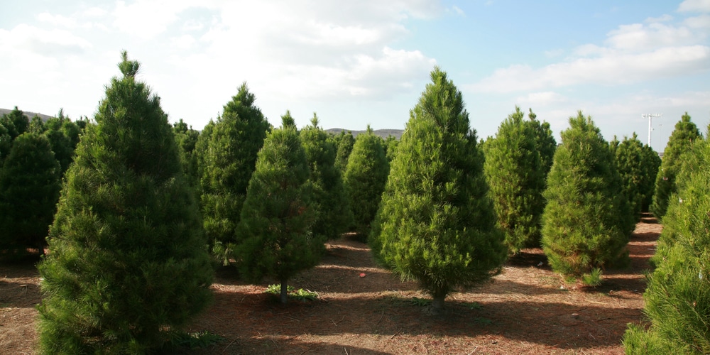 leyland cypress christmas tree