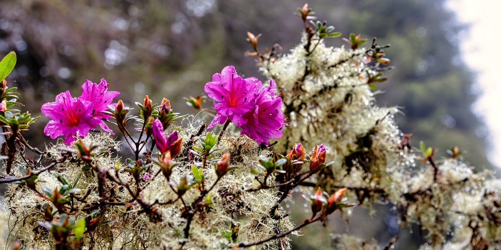 lichen on azaleas