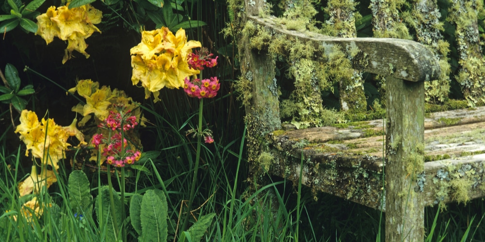 lichen on azaleas