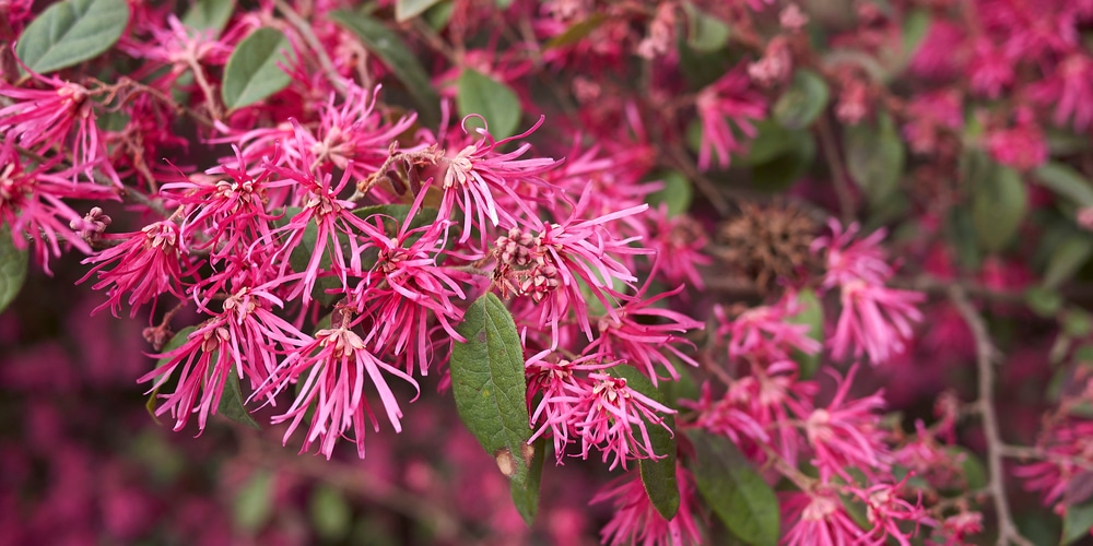 loropetalum hedge spacing