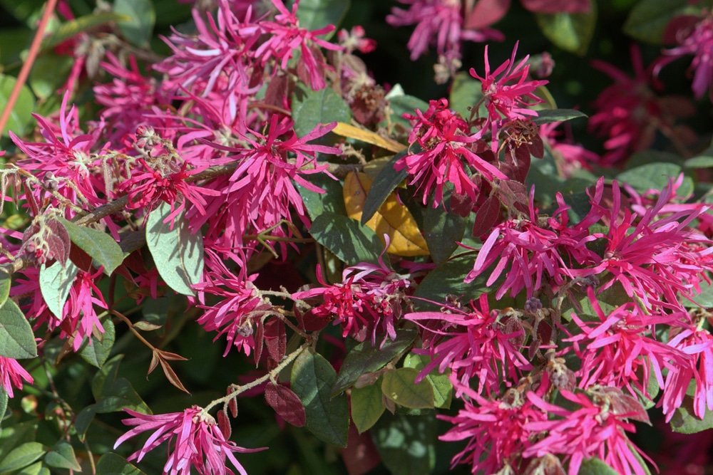 loropetalum leaves turning brown