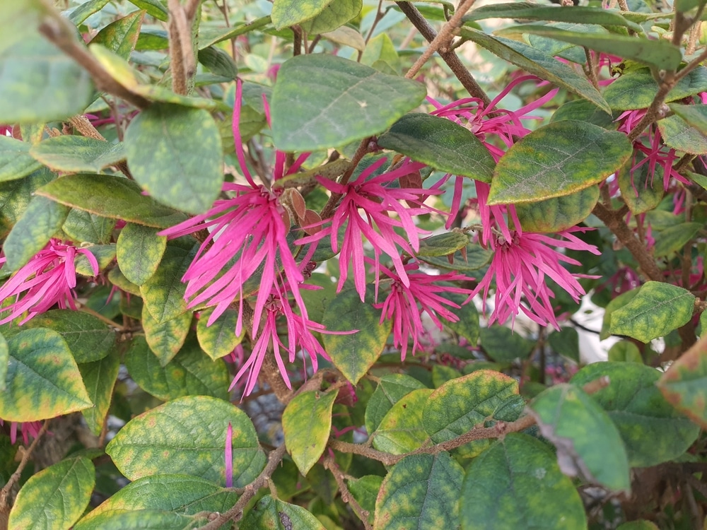 loropetalum leaves turning brown