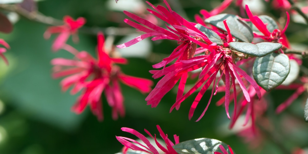 loropetalum hedge spacing