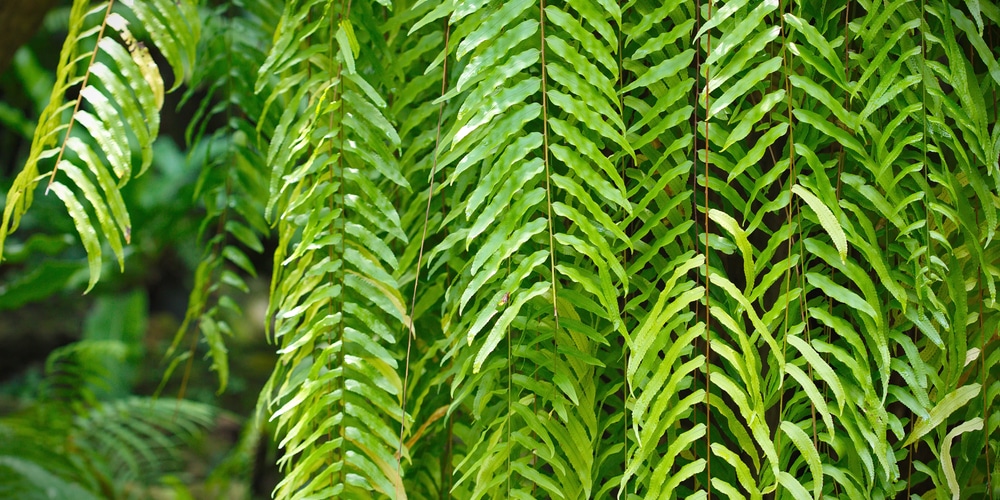 are ferns evergreen