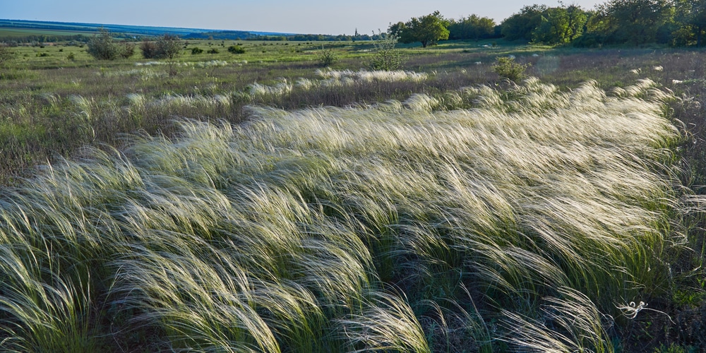 mexican feather grass spacing