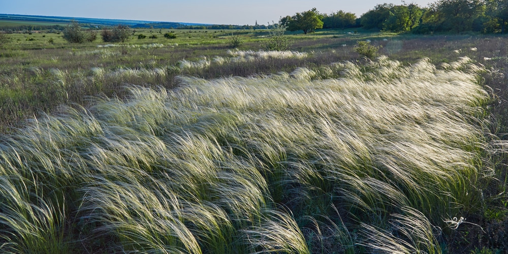 mexican feather grass spacing