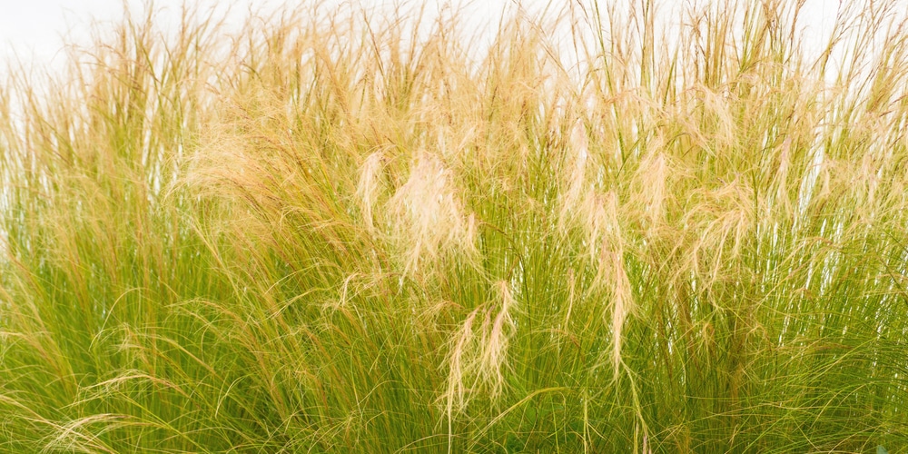 mexican feather grass spacing