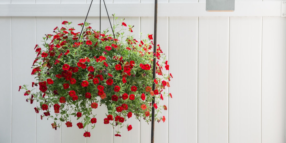 How To Keep Birds Out of Hanging Flower Pots