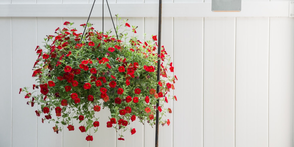 million bells hanging basket