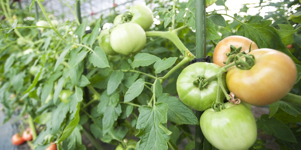 too tall tomato plants