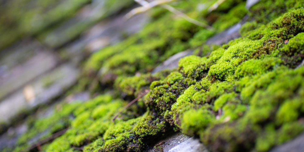 Best Time Of Year To Remove Moss From Roof