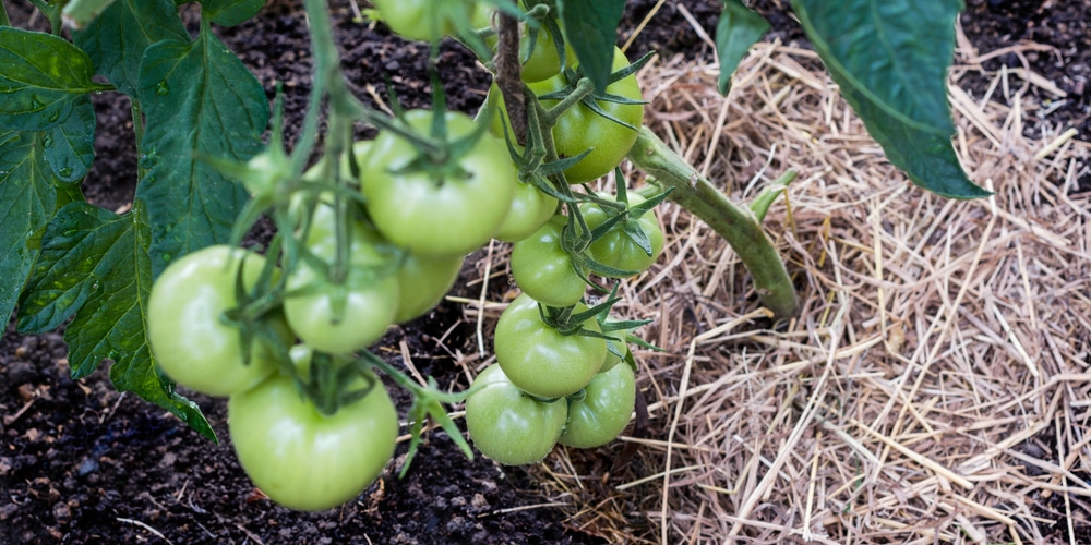 Pine needles as mulch for tomatoes