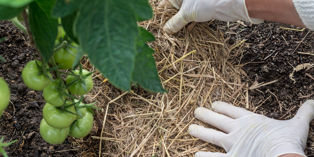 planting tomatoes in hay bales