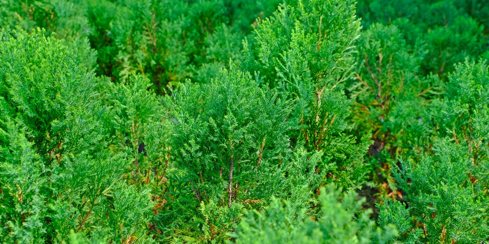 murray cypress christmas tree