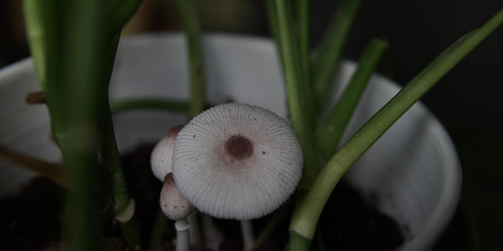 brown mushroom growing in a potted plant